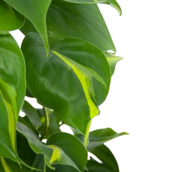 Philodendron Scandens Brasil Op Mosstok - P17 H75 - Kamerplant -Groen Decor Verkoop philodendron scandens brasil op mosstok p17 h75 6 1
