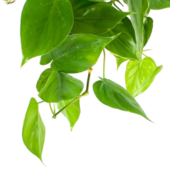 Philodendron Scandens - In Hangpot - P17 H35 - Kamerplant -Groen Decor Verkoop philodendron scandens in hangpot p17 h35 5