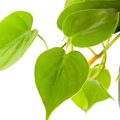 Philodendron Scandens - In Hangpot - P17 H35 - Kamerplant -Groen Decor Verkoop philodendron scandens in hangpot p17 h35 6