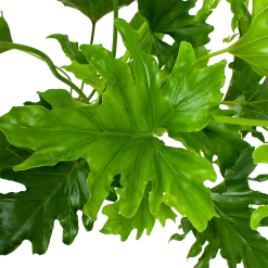 Philodendron Selloum Little Hope - P19 H75 - Kamerplant -Groen Decor Verkoop philodendron selloum little hope p19 h75 5