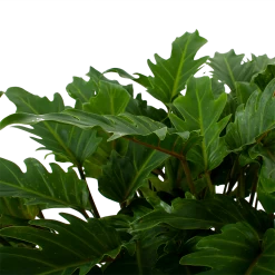 Philodendron Xanadu - P21 H60 - Kamerplant -Groen Decor Verkoop philodendron xanadu p21 h60 5