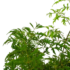 Polyscias Hawaiiana Ming - Aralia - P19 H65 - Kamerplant -Groen Decor Verkoop polyscias hawaiiana ming aralia p19 h65 5