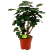 Polyscias Lemon - Aralia - P19 H65 - Kamerplant -Groen Decor Verkoop polyscias lemon aralia p19 h65 4