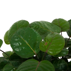 Polyscias Lemon - Aralia - P19 H65 - Kamerplant -Groen Decor Verkoop polyscias lemon aralia p19 h65 5