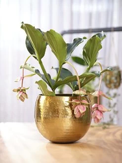 Bloempot Kody - D30 X H25cm - Goud -Groen Decor Verkoop pot kody gold d30 h25 bloempot 7 11