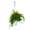 Rhipsalis Elliptica - In Hangpot - P17 H40 - Kamerplant -Groen Decor Verkoop rhipsalis elliptica in hangpot p17 h40 1