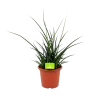 Sansevieria Fernwoord Punk - Vrouwentong - P25 H60 - Kamerplant 1 Sansevieria Fernwoord Punk - Vrouwentong - P25 H60 - Kamerplant -Groen Decor Verkoop sansevieria fernwoord punk vrouwentong p25 h60 1 2