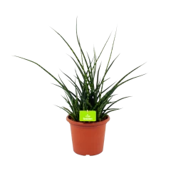 Sansevieria Fernwoord Punk - Vrouwentong - P25 H60 - Kamerplant