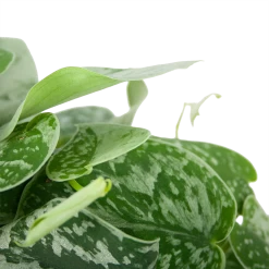 Scindapsus Pictus Silvery Ann - Epipremnum - In Hangpot - P15 H30 - Kamerplant -Groen Decor Verkoop scindapsus pictus silvery ann epipremnum in hangpot p15 h30 5 3