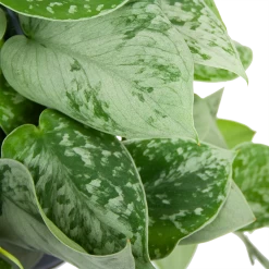 Scindapsus Pictus Silvery Ann - Epipremnum - In Hangpot - P15 H30 - Kamerplant -Groen Decor Verkoop scindapsus pictus silvery ann epipremnum in hangpot p15 h30 6 3