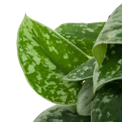 Scindapsus Pictus Silvery Ann Op Mosstok - Epipremnum - P15 H60 - Kamerplant -Groen Decor Verkoop scindapsus pictus silvery ann op mosstok epipremnum p15 h60 6 3