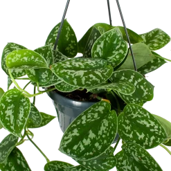 Scindapsus Pictus Trebie - Epipremnum - In Hangpot - P15 H20 - Kamerplant -Groen Decor Verkoop scindapsus pictus trebie epipremnum in hangpot p15 5 1