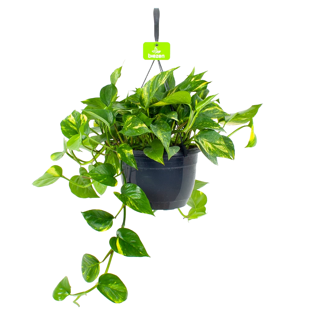 Scindapsus Pinnatum Aureum - Epipremnum - In Hangpot - P17 H35 - Kamerplant 3 Scindapsus Pinnatum Aureum - Epipremnum - In Hangpot - P17 H35 - Kamerplant