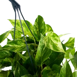 Scindapsus Pinnatum Marble Queen - Epipremnum - Hangpot - P17 H35 - Kamerplant 6 Scindapsus Pinnatum Marble Queen - Epipremnum - Hangpot - P17 H35 - Kamerplant -Groen Decor Verkoop scindapsus pinnatum marble queen epipremnum p17 h35 5