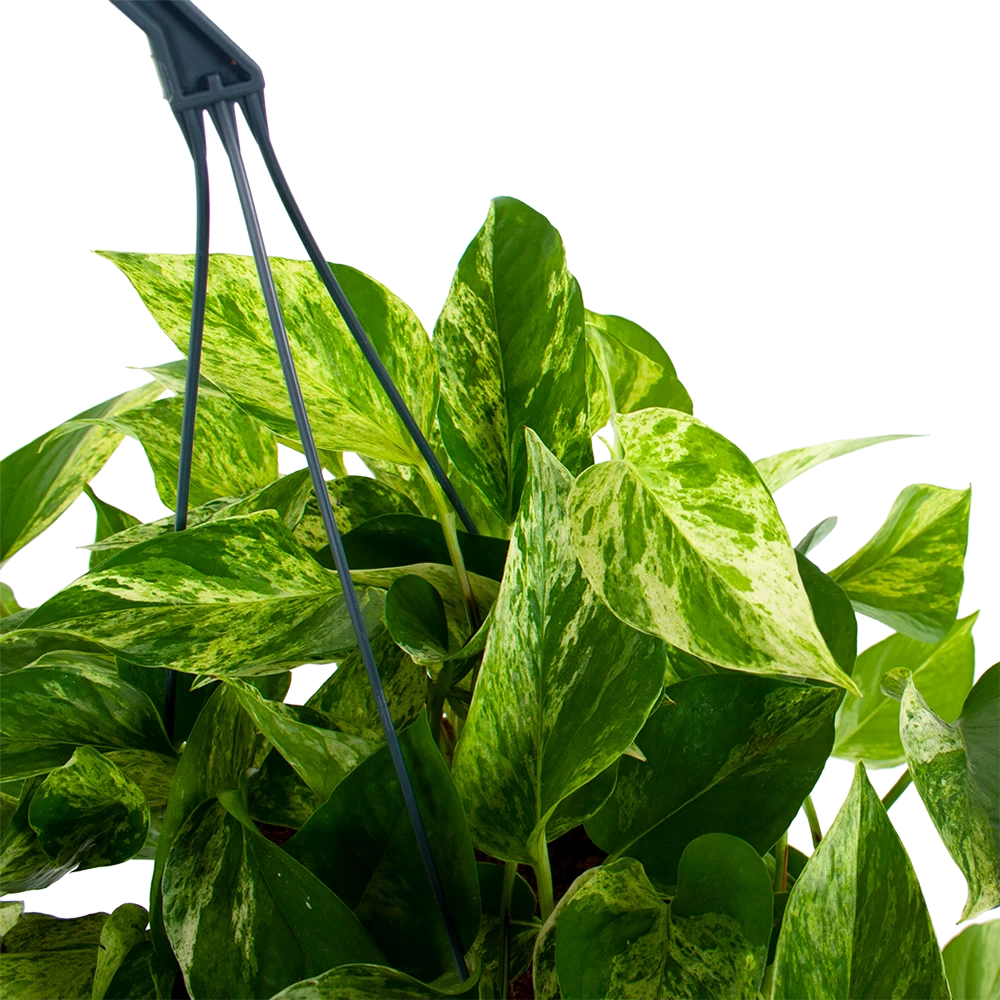 Scindapsus Pinnatum Marble Queen - Epipremnum - Hangpot - P17 H35 - Kamerplant 4 Scindapsus Pinnatum Marble Queen - Epipremnum - Hangpot - P17 H35 - Kamerplant - Afbeelding 2