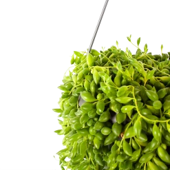 Senecio Herreianus - Erwtenplant - In Hangpot - P17 H40 - Kamerplant -Groen Decor Verkoop senecio herreianus erwtenplant in hangpot p17 h40 5