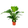 Spathiphyllum Wallisii - Lepelplant - P19 H80 Wit - Kamerplant 1 Spathiphyllum Wallisii - Lepelplant - P19 H80 Wit - Kamerplant -Groen Decor Verkoop spathiphyllum wallisii lepelplant p19 h80 wit 1 1