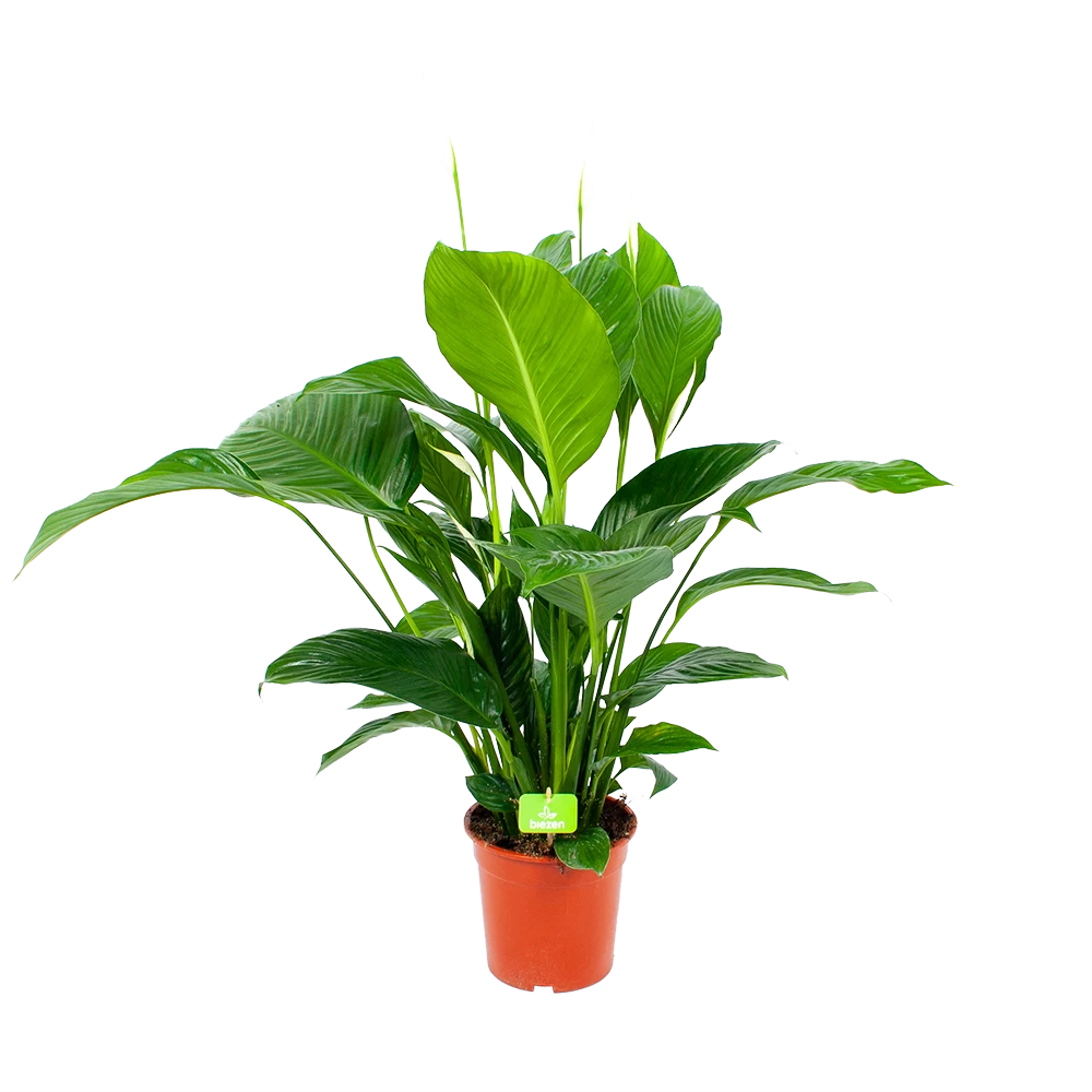 Spathiphyllum Wallisii - Lepelplant - P19 H80 Wit - Kamerplant 3 Spathiphyllum Wallisii - Lepelplant - P19 H80 Wit - Kamerplant