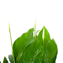 Spathiphyllum Wallisii - Lepelplant - P19 H80 Wit - Kamerplant 7 Spathiphyllum Wallisii - Lepelplant - P19 H80 Wit - Kamerplant -Groen Decor Verkoop spathiphyllum wallisii lepelplant p19 h80 wit 5