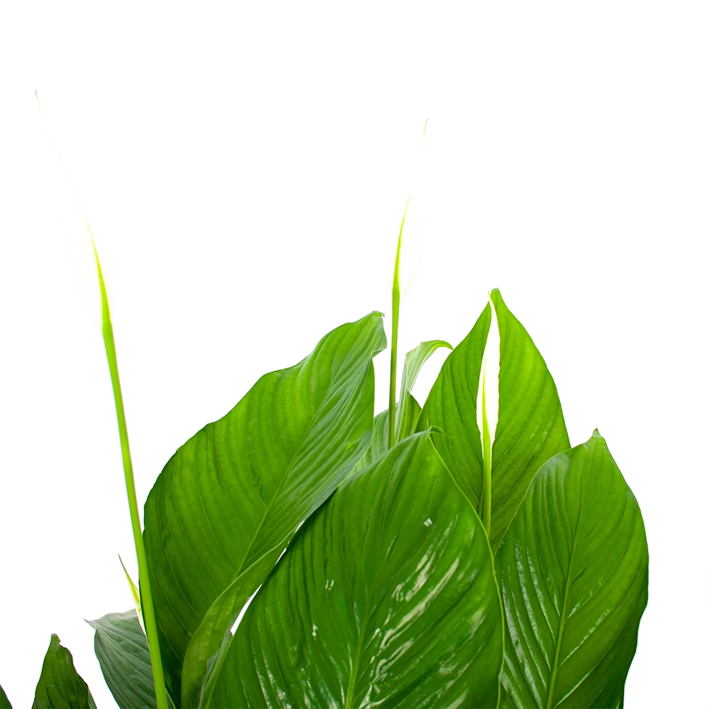 Spathiphyllum Wallisii - Lepelplant - P19 H80 Wit - Kamerplant 4 Spathiphyllum Wallisii - Lepelplant - P19 H80 Wit - Kamerplant - Afbeelding 2