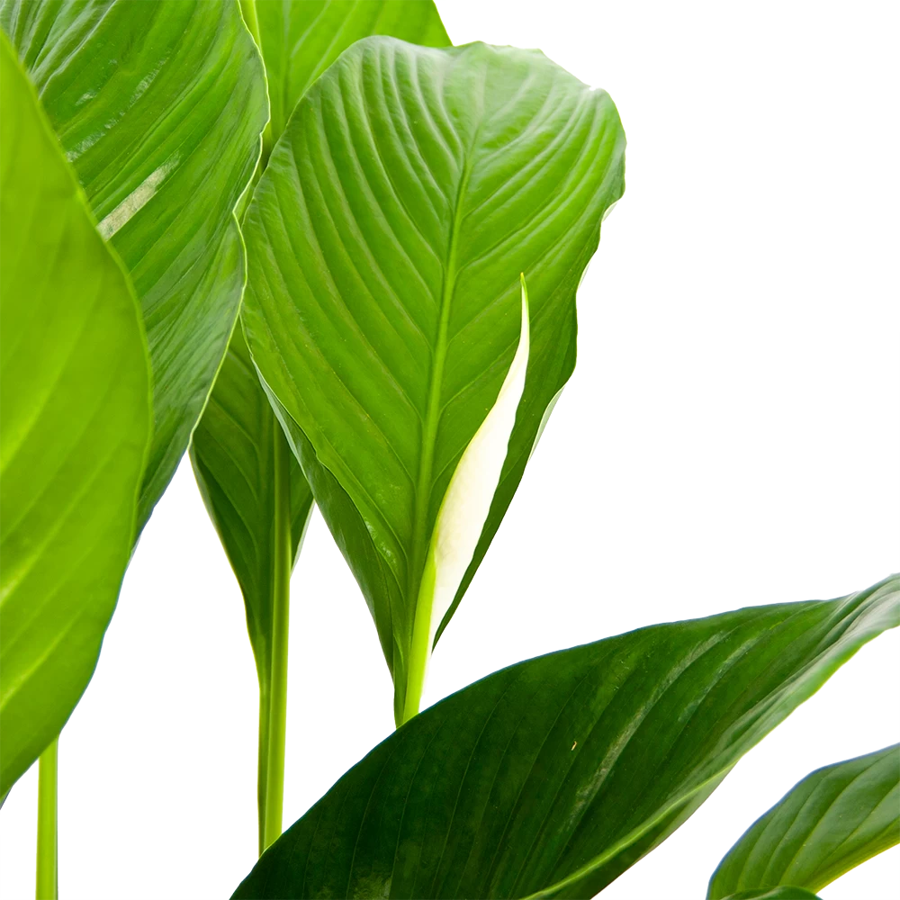 Spathiphyllum Wallisii - Lepelplant - P19 H80 Wit - Kamerplant 5 Spathiphyllum Wallisii - Lepelplant - P19 H80 Wit - Kamerplant - Afbeelding 3