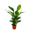 Spathiphyllum Wallisii - Lepelplant - P24 H120 Wit - Kamerplant -Groen Decor Verkoop spathiphyllum wallisii lepelplant p24 h120 wit 4