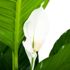 Spathiphyllum Wallisii - Lepelplant - P24 H120 Wit - Kamerplant -Groen Decor Verkoop spathiphyllum wallisii lepelplant p24 h120 wit 5