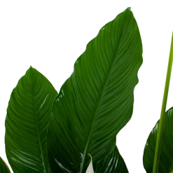 Spathiphyllum Wallisii - Lepelplant - P24 H120 Wit - Kamerplant -Groen Decor Verkoop spathiphyllum wallisii lepelplant p24 h120 wit 6