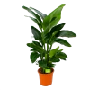 Strelitzia Nicolai - Paradijsvogelpant - P28 H130 - Kamerplant 2 Strelitzia Nicolai - Paradijsvogelpant - P28 H130 - Kamerplant -Groen Decor Verkoop strelitzia nicolai paradijsvogelpant p28 h130 1