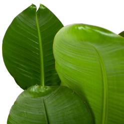 Strelitzia Nicolai - Paradijsvogelpant - P28 H130 - Kamerplant -Groen Decor Verkoop strelitzia nicolai paradijsvogelpant p28 h130 5