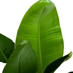 Strelitzia Nicolai - Paradijsvogelpant - P28 H130 - Kamerplant -Groen Decor Verkoop strelitzia nicolai paradijsvogelpant p28 h130 6