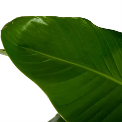 Strelitzia Nicolai - Paradijsvogelpant - P32,5 H165 - Kamerplant -Groen Decor Verkoop strelitzia nicolai paradijsvogelpant p32 5 h165 5
