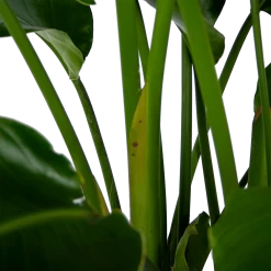 Strelitzia Nicolai - Paradijsvogelpant - P32,5 H165 - Kamerplant -Groen Decor Verkoop strelitzia nicolai paradijsvogelpant p32 5 h165 6