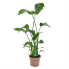 Strelitzia Nicolai - Paradijsvogelplant - P21 H120 - Kamerplant -Groen Decor Verkoop strelitzia nicolai paradijsvogelplant p21 h120 kamerplant 1