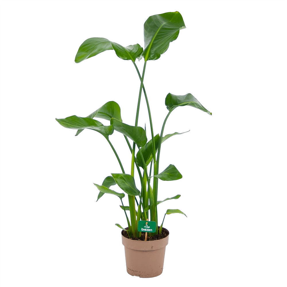 Strelitzia Nicolai - Paradijsvogelplant - P21 H120 - Kamerplant 3 Strelitzia Nicolai - Paradijsvogelplant - P21 H120 - Kamerplant