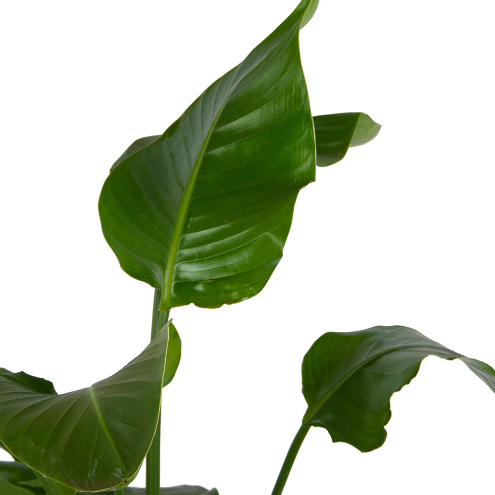Strelitzia Nicolai - Paradijsvogelplant - P21 H120 - Kamerplant 4 Strelitzia Nicolai - Paradijsvogelplant - P21 H120 - Kamerplant - Afbeelding 2