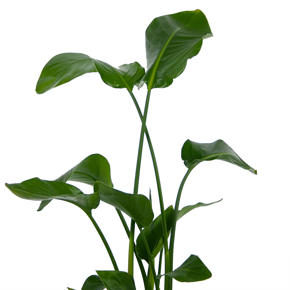 Strelitzia Nicolai - Paradijsvogelplant - P21 H120 - Kamerplant 5 Strelitzia Nicolai - Paradijsvogelplant - P21 H120 - Kamerplant - Afbeelding 3