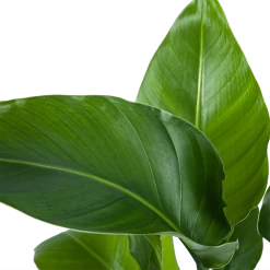 Strelitzia Nicolai - Paradijsvogelplant - P21 H90 - Kamerplant 7 Strelitzia Nicolai - Paradijsvogelplant - P21 H90 - Kamerplant -Groen Decor Verkoop strelitzia nicolai paradijsvogelplant p21 h90 5