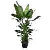 Strelitzia Nicolai - Paradijsvogelplant - P35 H200 - Kamerplant 2 Strelitzia Nicolai - Paradijsvogelplant - P35 H200 - Kamerplant -Groen Decor Verkoop strelitzia nicolai paradijsvogelplant p35 h200 1