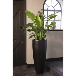 Strelitzia Nicolai - Paradijsvogelplant - P35 H200 - Kamerplant -Groen Decor Verkoop strelitzia nicolai paradijsvogelplant p35 h200 5