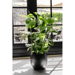 Strelitzia Nicolai - Paradijsvogelplant - P35 H200 - Kamerplant -Groen Decor Verkoop strelitzia nicolai paradijsvogelplant p35 h200 6