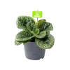 Streptocarpus Pretty Turtle - Schildpad Plant - P17 H35 - Kamerplant 1 Streptocarpus Pretty Turtle - Schildpad Plant - P17 H35 - Kamerplant -Groen Decor Verkoop streptocarpus pretty turtle schildpad plant p17 h35 1