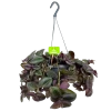 Tradescantia Little Hill - Vaderplant - In Hangpot - P17 H40 - Kamerplant -Groen Decor Verkoop tradescantia puple heart vaderplant p17 h40 4