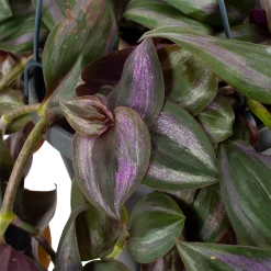 Tradescantia Little Hill - Vaderplant - In Hangpot - P17 H40 - Kamerplant -Groen Decor Verkoop tradescantia puple heart vaderplant p17 h40 5