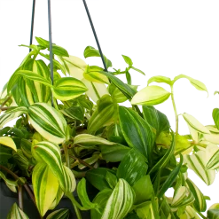 Tradescantia Yellow Hill - Vaderplant - In Hangpot - P17 H40 - Kamerplant -Groen Decor Verkoop tradescantia yellow hill vaderplant p17 h40 5