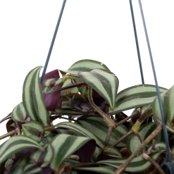 Tradescantia Zebrina - Vaderplant - In Hangpot - P17 H40 - Kamerplant -Groen Decor Verkoop tradescantia zebrina vaderplant p17 h40 5