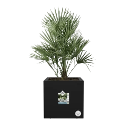 Elho Vivo Next Vierkant Wielen 30cm - Living Black 11 Elho Vivo Next Vierkant Wielen 30cm - Living Black -Groen Decor Verkoop vivo next vierkant wielen 30cm living black 4 1