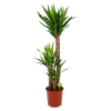 Yucca - Palmlelie - P24 H120 - Kamerplant -Groen Decor Verkoop yucca palmlelie p24 h120 4