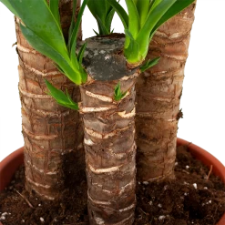 Yucca - Palmlelie - P24 H120 - Kamerplant -Groen Decor Verkoop yucca palmlelie p24 h120 5