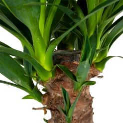 Yucca - Palmlelie - P24 H120 - Kamerplant -Groen Decor Verkoop yucca palmlelie p24 h120 6